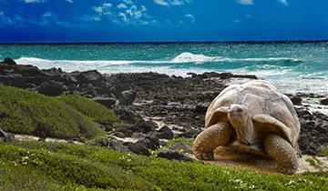 Galapagos